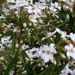 Naranjo de Mjico 'Aztec Pearl'